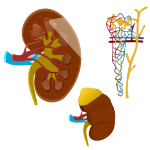 KANDARY NURSING HOME | KANDARY NURSING HOME | DR. KANDARY'S NURSING HOME | BEST NURSING HOME IN JAYNAGAR | NURSING HOME | JAYNAGAR MAJILPUR |