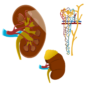 KANDARY NURSING HOME | KANDARY NURSING HOME | DR. KANDARY'S NURSING HOME | BEST NURSING HOME IN JAYNAGAR | NURSING HOME | JAYNAGAR MAJILPUR |
